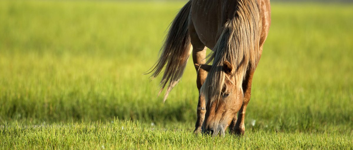 See Wild Horses on North Carolina Beaches Outer Banks
